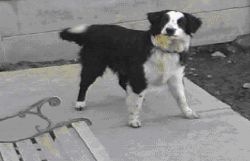 Lost dog Zoe in Cootehill area on 9th March 2009