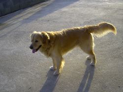 Lost dog in Celbridge 23rd August 2009