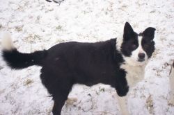 Lost dog in Donegal on 4th July