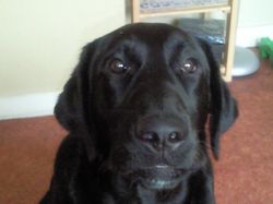 Lost dog on 18th March 2009
