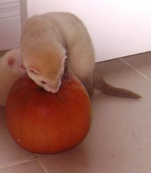 Lost ferret Leggy in Clonee Village on Sunday 5th April 2009