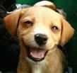 Pet Smile