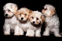 Puppy Parties