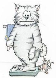 weight watchers cat