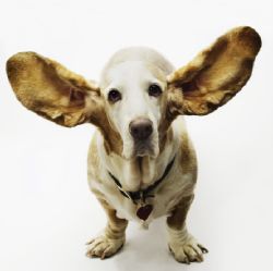 1 Ear Problems