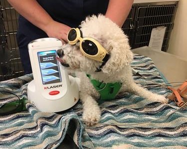 Laser Therapy for Pets